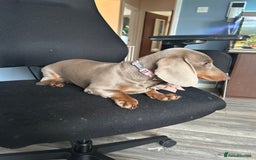 Dachshund dogs for sale: Mini dachshund - Image 6