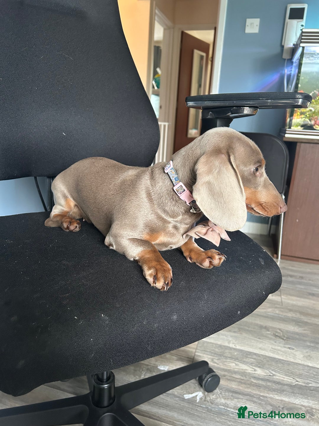 Dachshund dogs for sale: Mini dachshund - Image 6