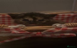 Mixed Breed cats for sale: The Fab Four - Advert 25