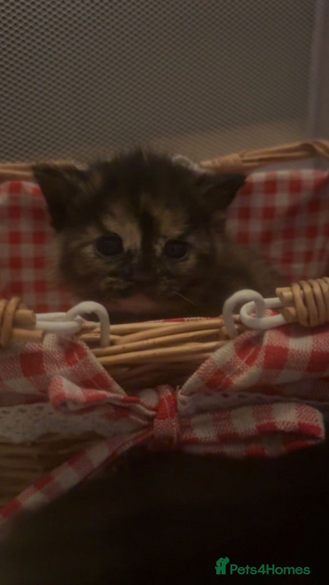 Mixed Breed cats for sale: The Fab Four - Advert 25