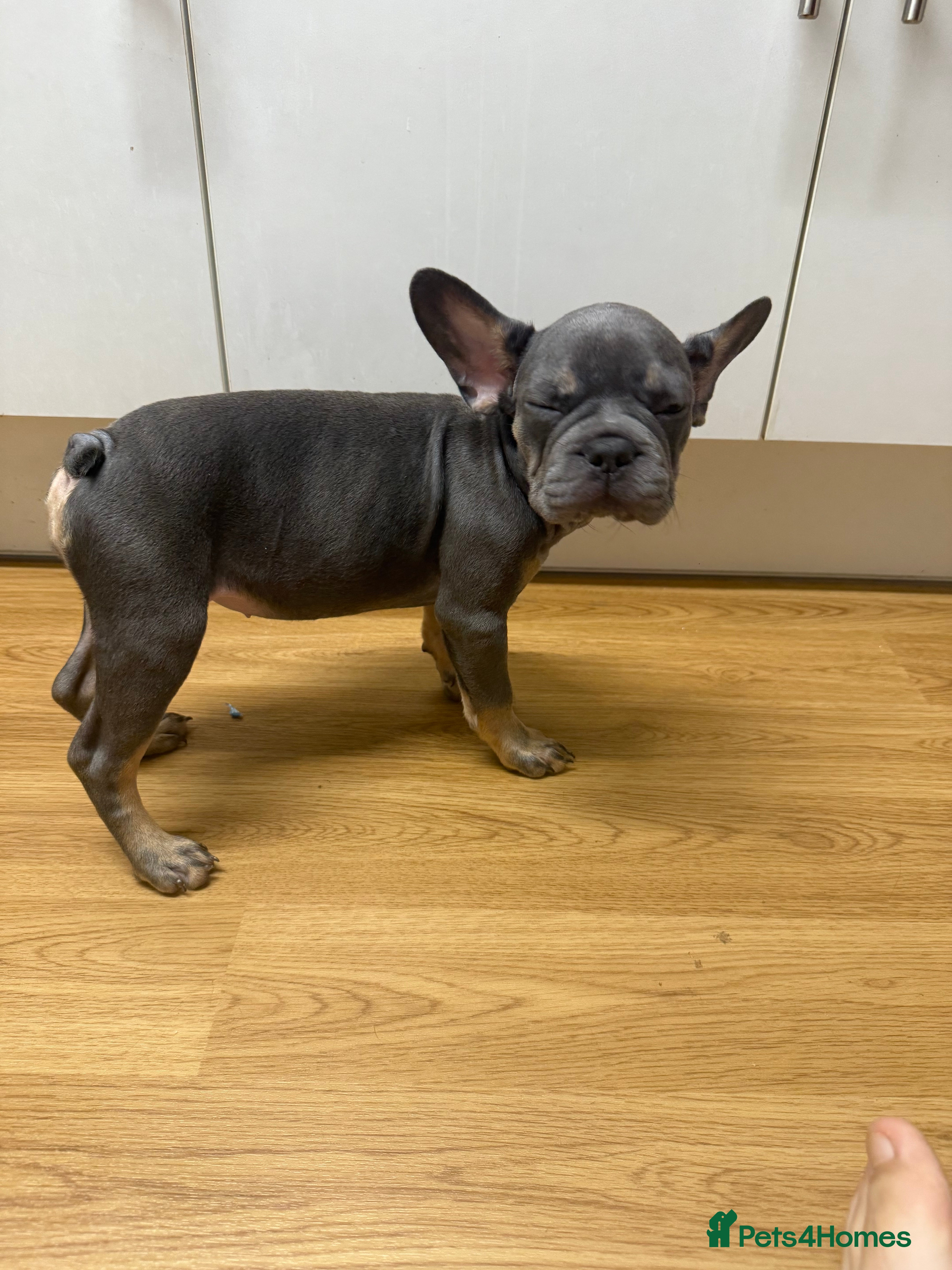 French Bulldog dogs BLUE & TAN:Testable/Isabella/pink carrying. - Advert 13