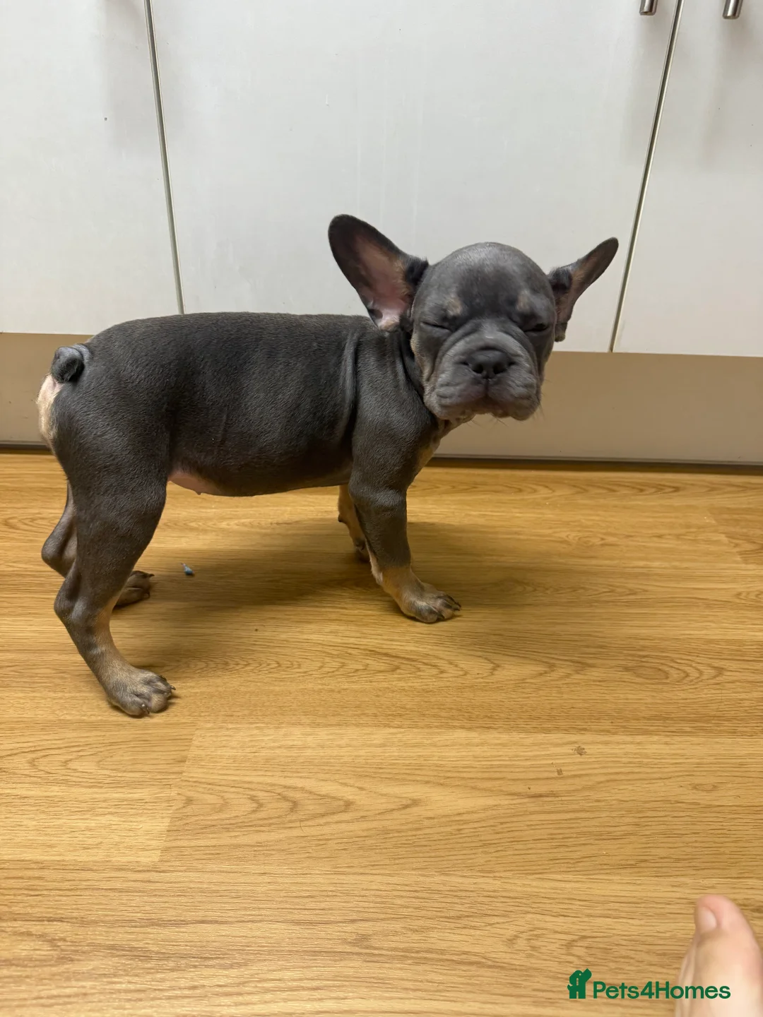French Bulldog dogs for sale: BLUE & TAN:Testable/Isabella/pink carrying. - Advert 1