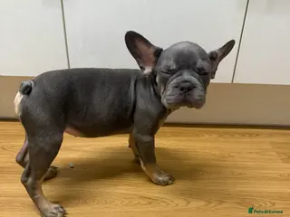 French Bulldog dogs BLUE & TAN:Testable/Isabella/pink carrying. - Advert 13