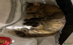 Domestic Shorthair cats for sale: Kitten for sale  - Image 9