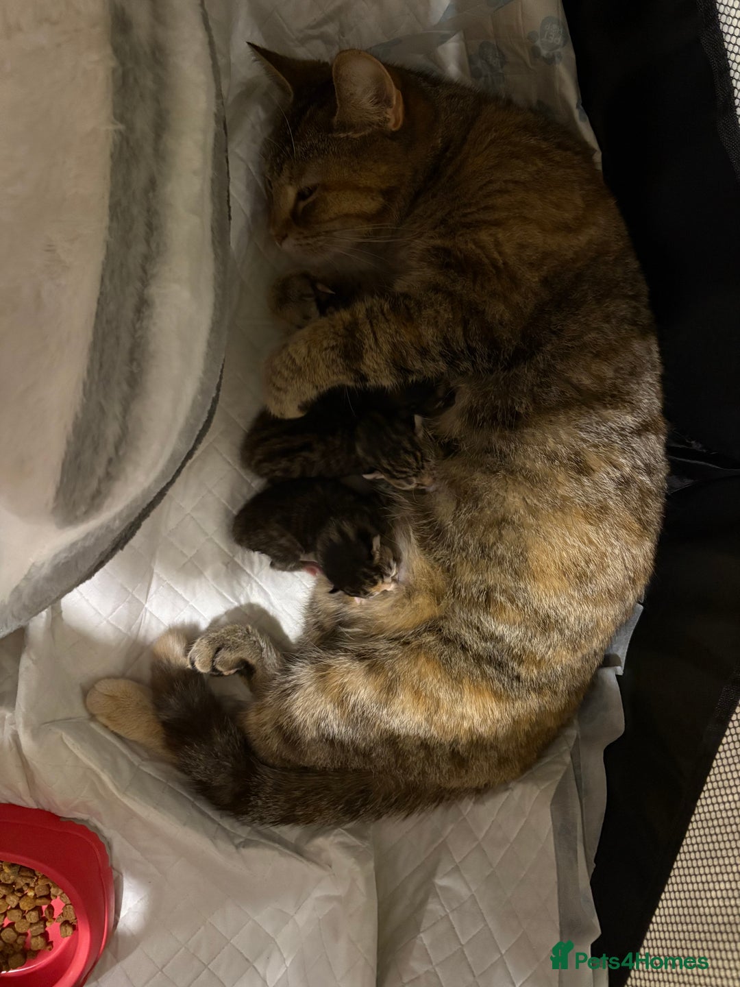 Domestic Shorthair cats for sale: Kitten for sale  - Image 9