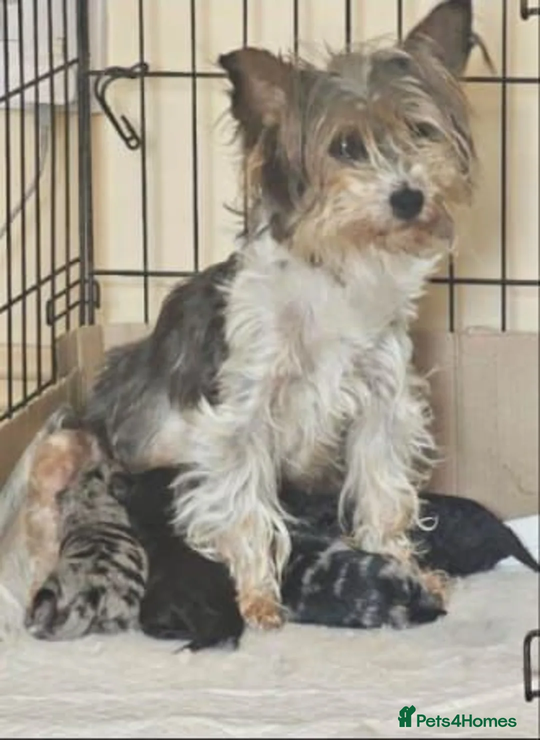 Yorkiepoo dogs for sale: Premium Yorkiepoo Puppies – Loving Homes Wanted in Glasgow - Advert 7