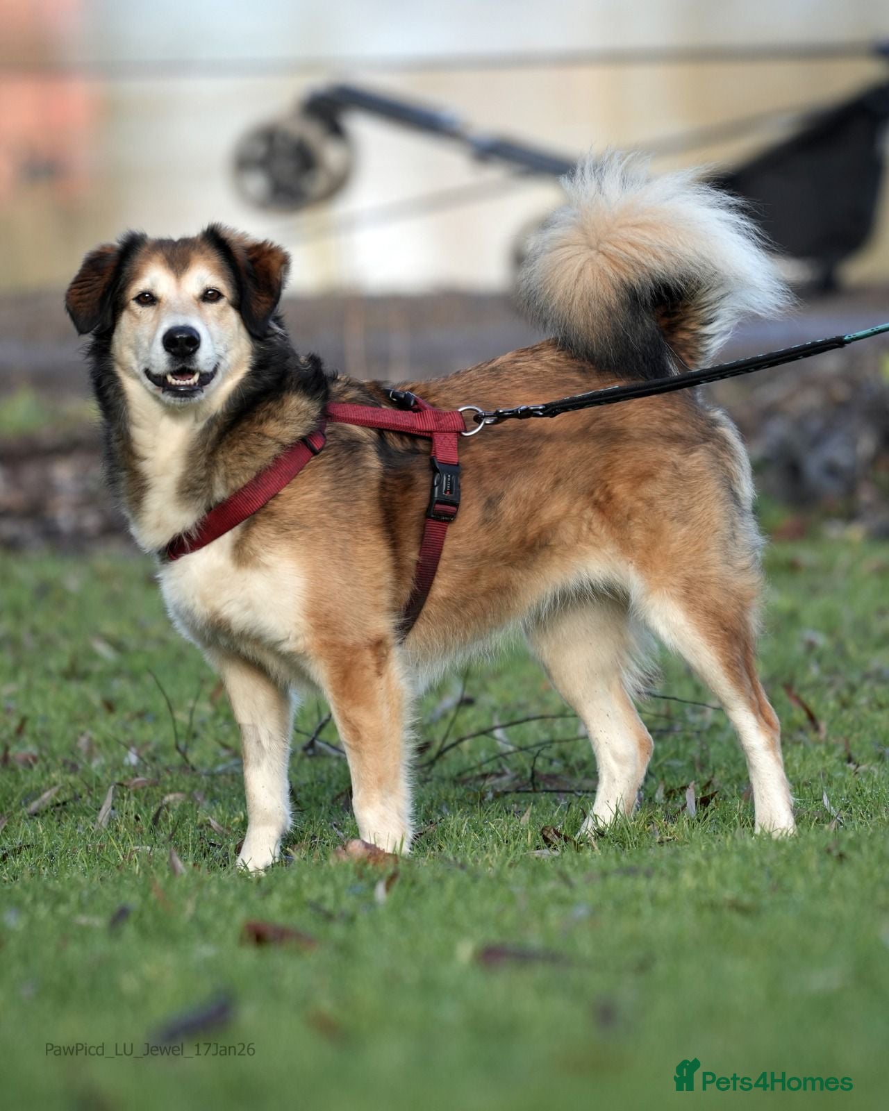 Mixed Breed dogs Jewel is looking for her forever family! - Advert 17