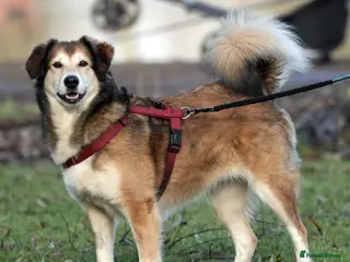 Mixed Breed dogs Jewel is looking for her forever family! - Advert 15