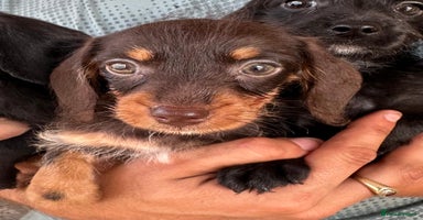 Mixed Breed dogs - Advert 6