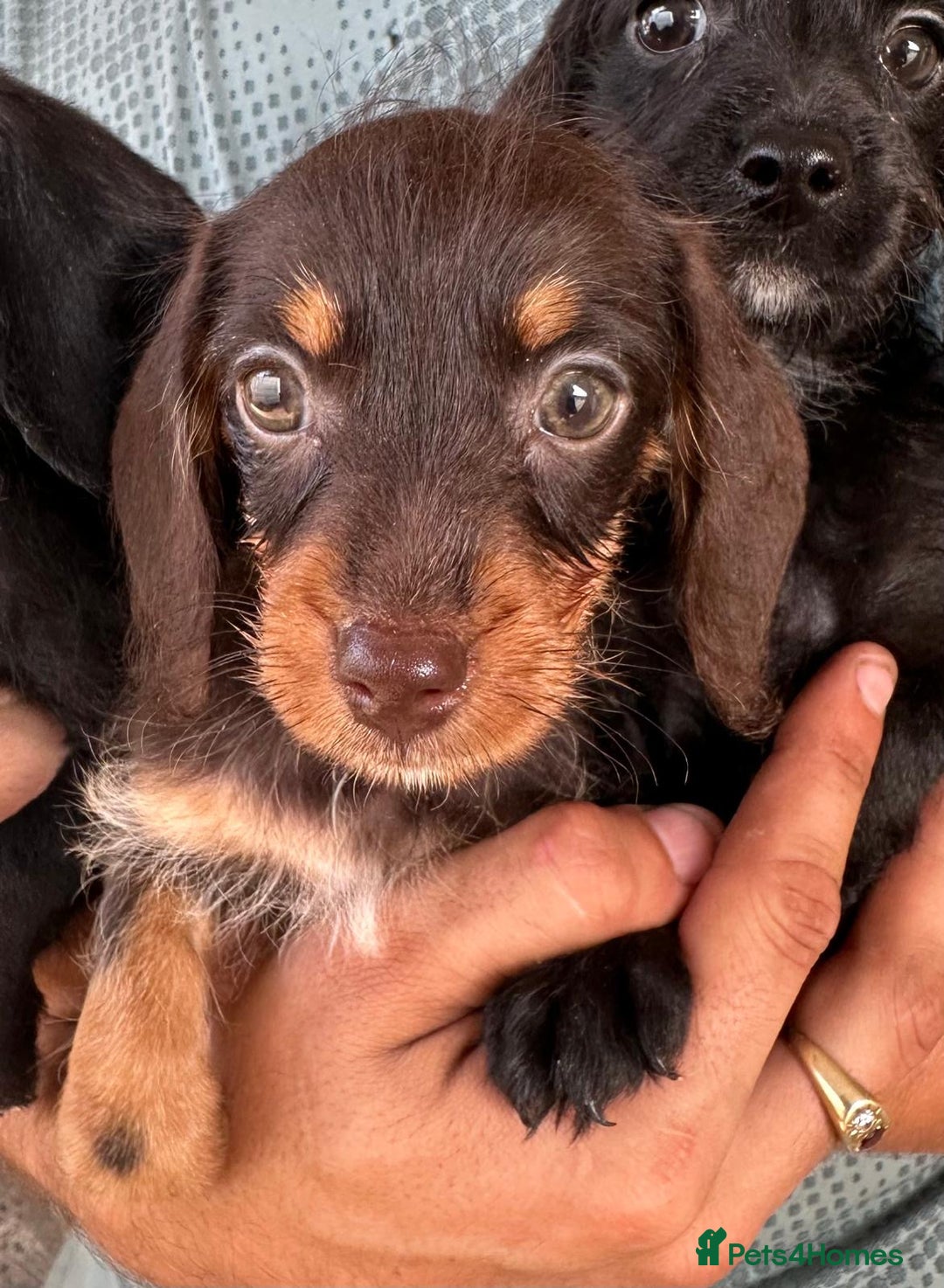 Mixed Breed dogs for sale: 🐾 Gorgeous Doxiepoo Puppies – Ready Soon! 🐾 - Image 2