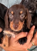 Mixed Breed dogs - Advert 8