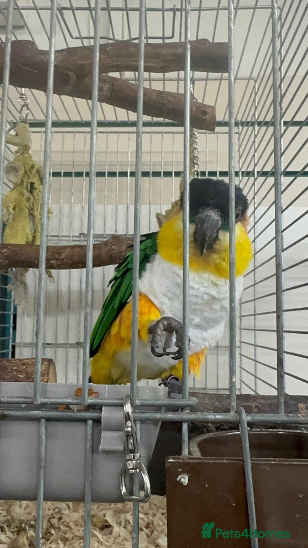 Parrots birds for sale: Beautiful caique - Advert 8