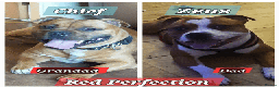 Staffordshire Bull Terrier dogs for stud: 🇬🇧 THE RED DREAMTEAM 🇬🇧Exceptional Temprements - Advert 3