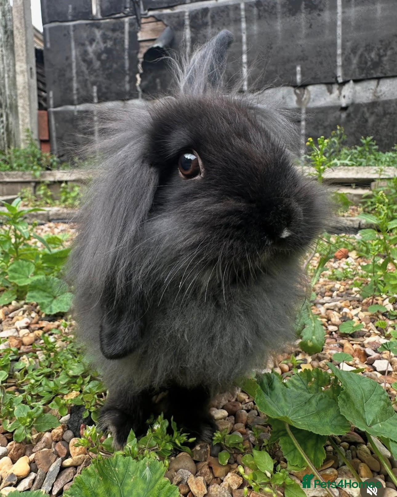 French Lop rabbits Rabbit Bunny  - Advert 1