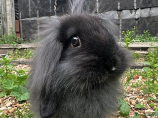 French Lop rabbits Rabbit Bunny - Advert 1