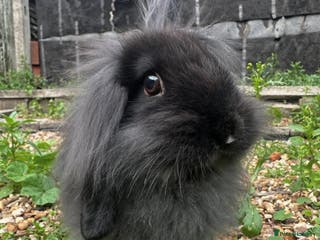 French Lop rabbits Rabbit Bunny - Advert 1