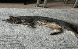 Bengal cats for sale: With a heavy heart, I am rehoming Luna - Image 3