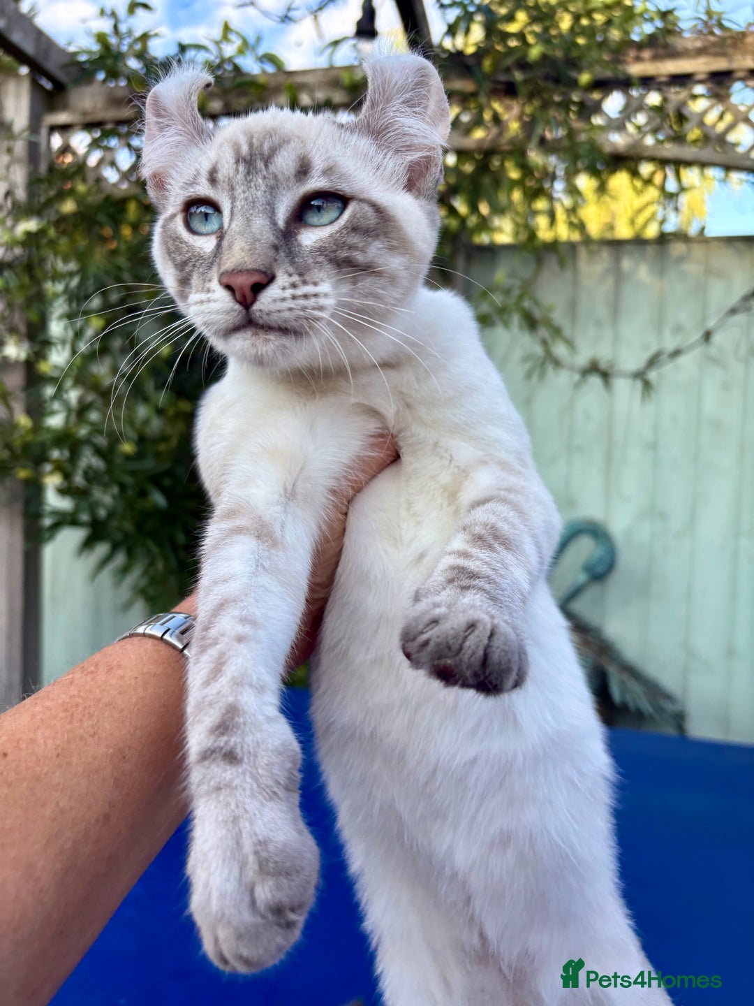 Bengal cats for sale: Stunning rare female  - Image 34