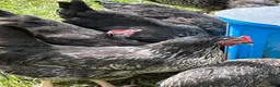 Chickens poultry for sale: Point of lay hens  silver sussex - Advert 7