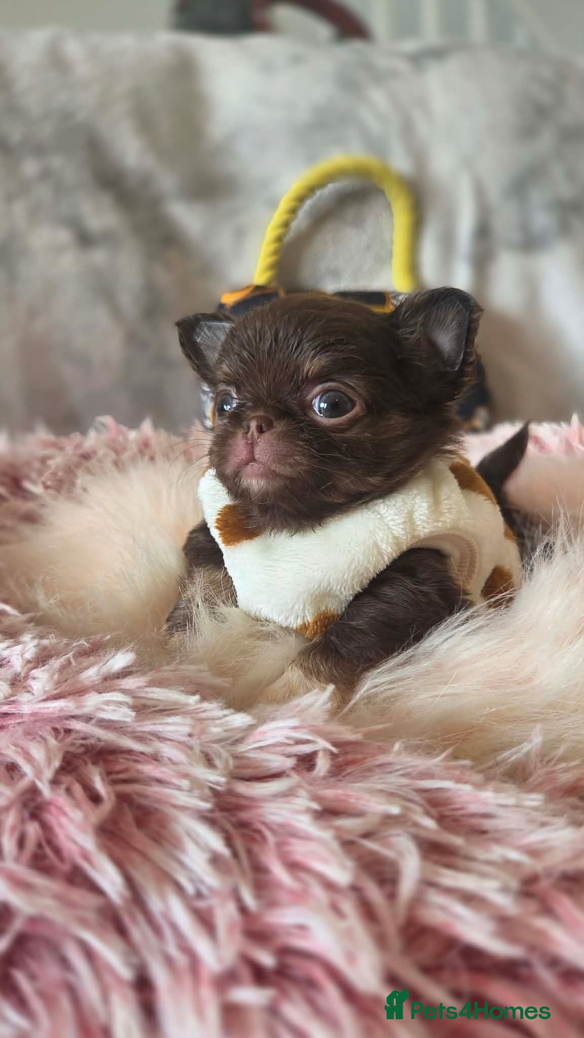 Chihuahua dogs Xx quality chocolate longcoat chihuahua puppies Xx - Advert 2