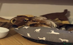 Yorkshire Terrier dogs for stud: Stud dog Yorkie - Advert 3