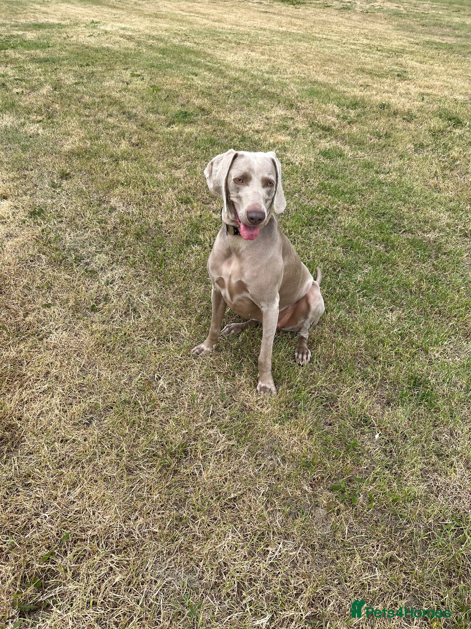 Weimaraner dogs Weimaraner   - Advert 2