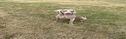 Weimaraner dogs for sale: Weimaraner   - Advert 2