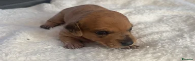 Dachshund 1