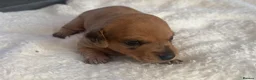 Dachshund dogs for sale: Beautiful little of Dachshunds  - Advert 6