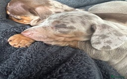 Miniature Dachshund dogs for sale: Adorable litter ready August 22nd ❤️❤️❤️💙  - Image 9