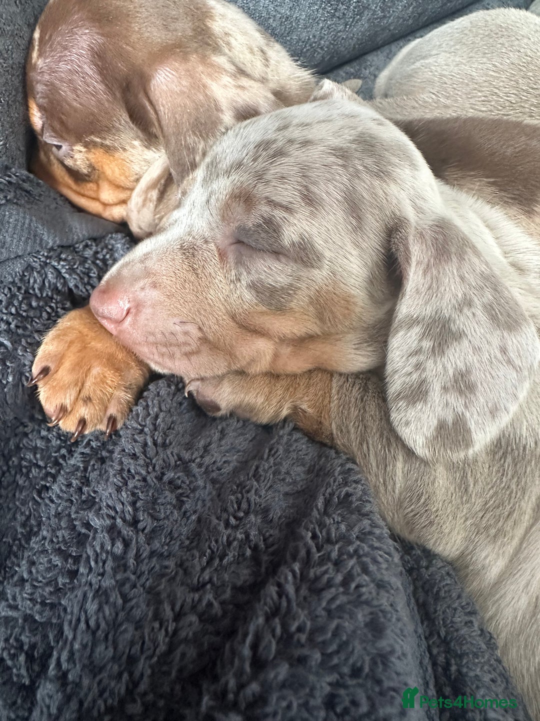 Miniature Dachshund dogs for sale: Adorable litter ready August 22nd ❤️❤️❤️💙  - Image 9