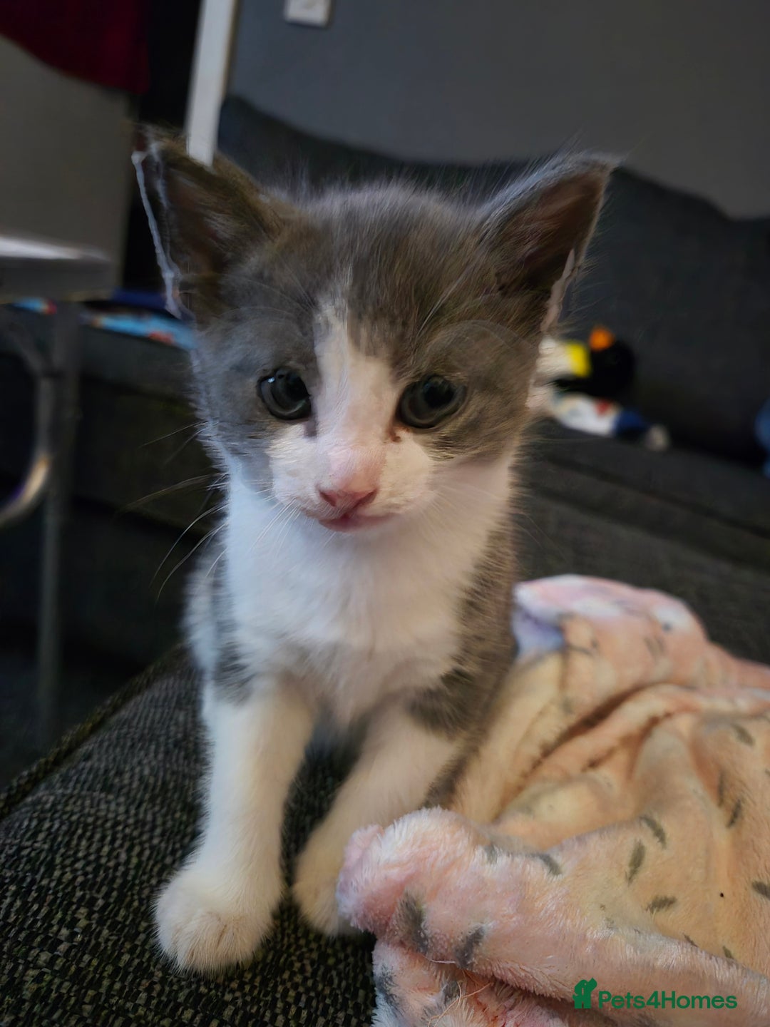 Mixed Breed cats for sale: 2 gorgeous mixed colour boys - Image 9