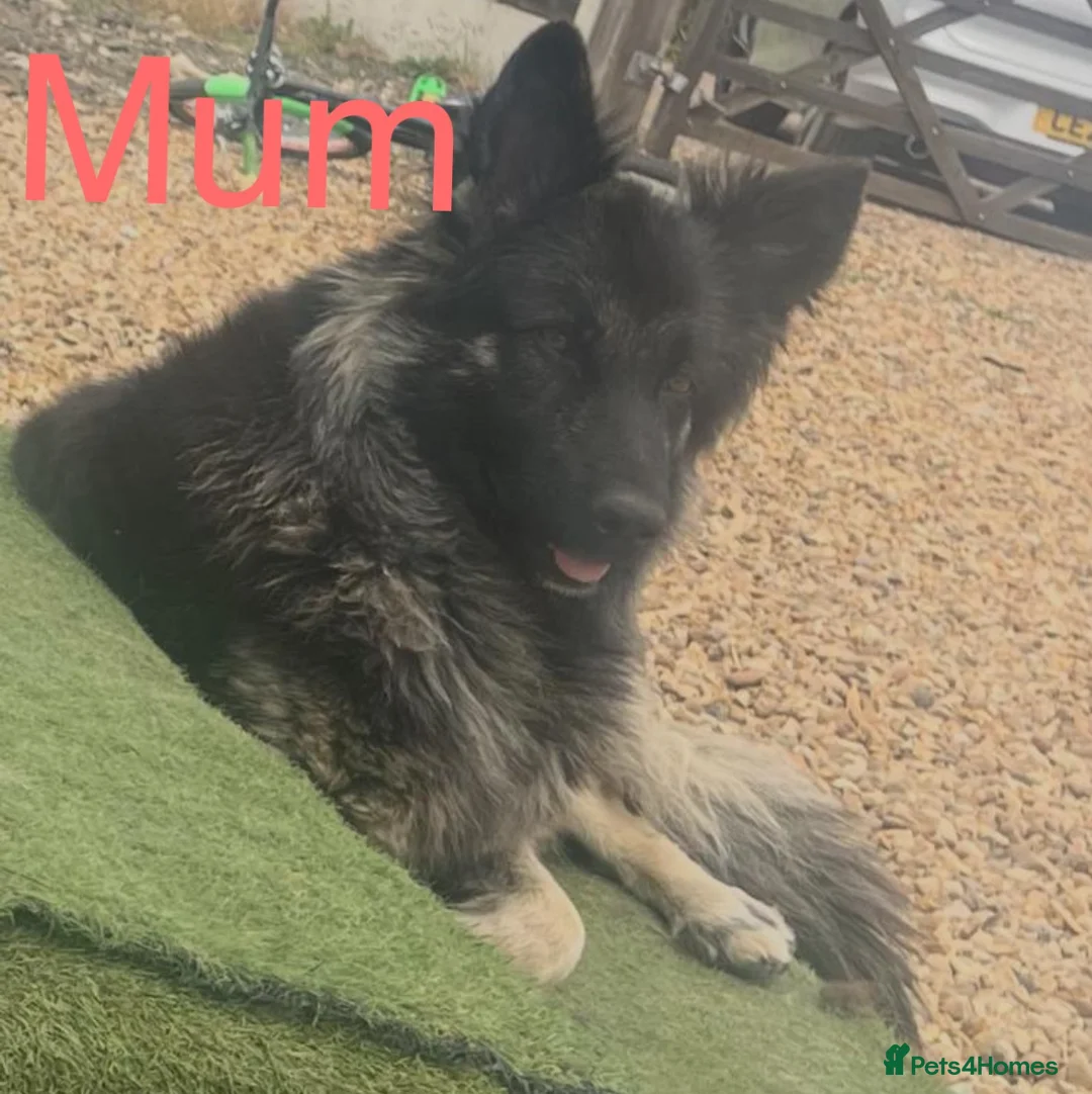 German Shepherd dogs for sale: 4 beautiful German shepherd SOLD - Advert 4