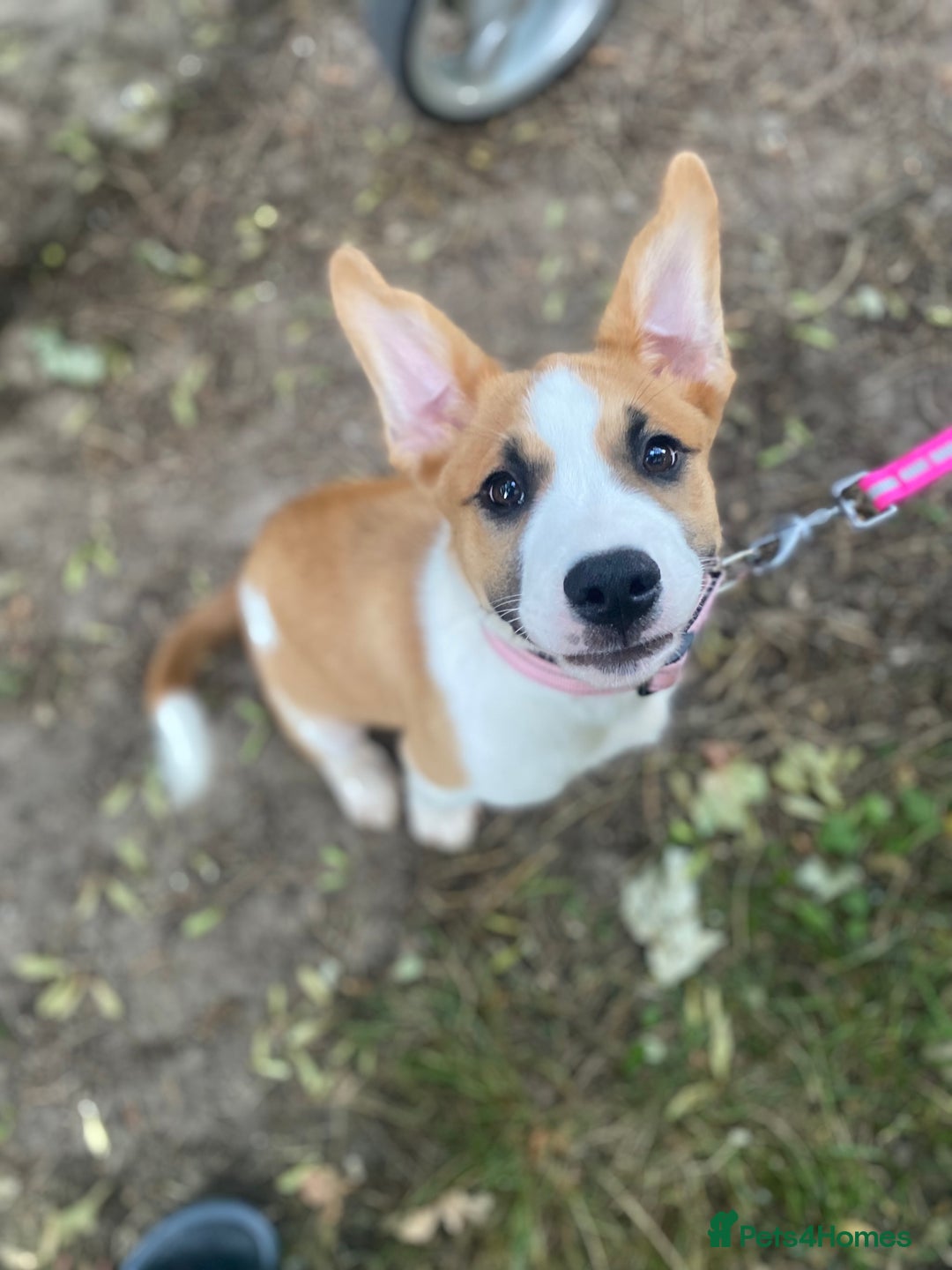 Mixed Breed dogs for sale: Looking for forever home  - Image 2