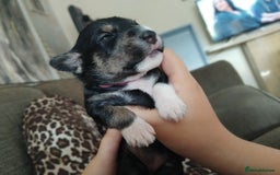 Mixed Breed dogs for sale: Stunning litter of 8 - Image 2