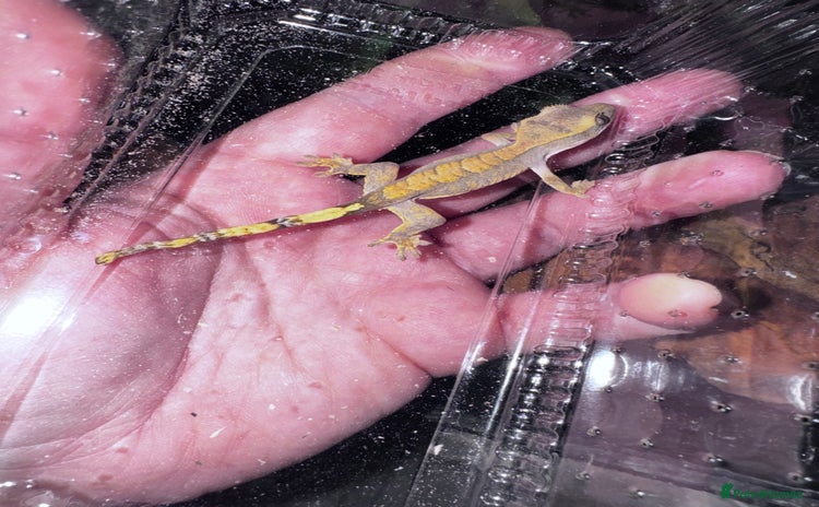 Leopard Gecko reptiles - Advert 2