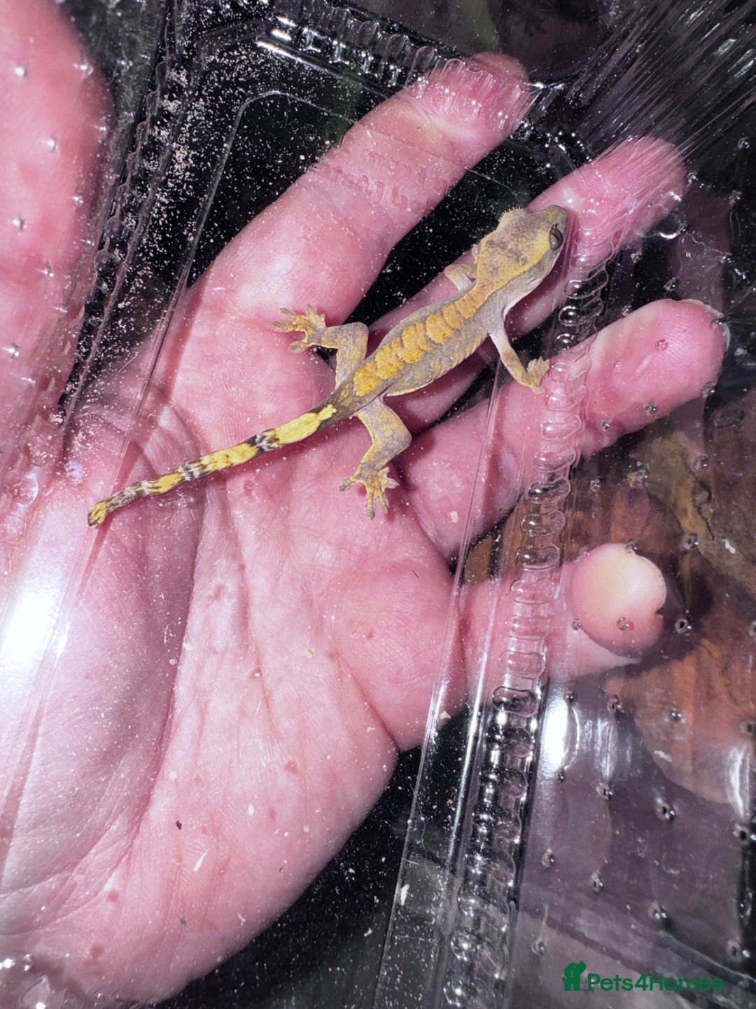 Leopard Gecko reptiles for sale: crested geckos - possible a full setup  - Advert 1