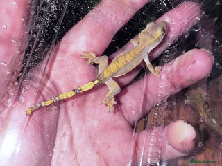 Leopard Gecko reptiles - Advert 2