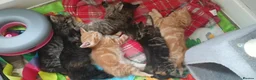 Mixed Breed cats for sale: Ready soon  in Andover - Advert 4