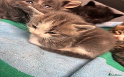 Mixed Breed cats for sale: Kittens  - Image 6