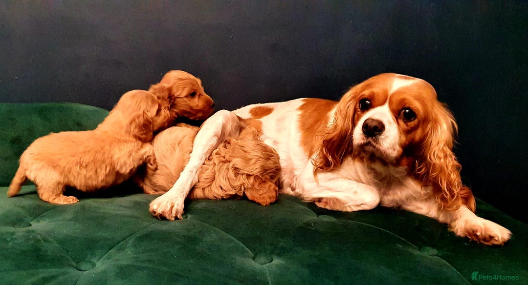 Cavapoo dogs for sale: Cavapoo puppies  - Image 10