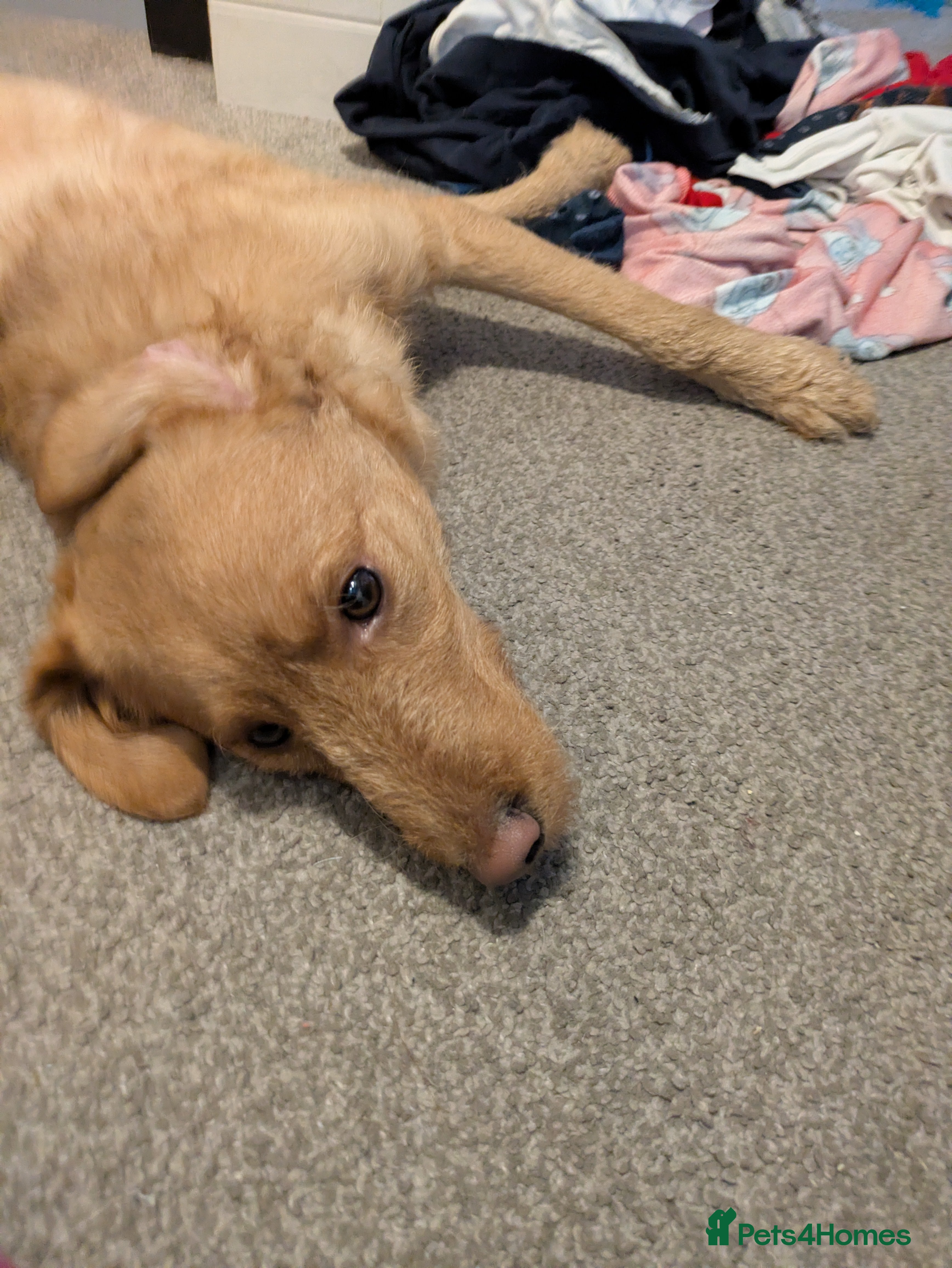 Labradoodle dogs Miniature labradoodle  - Advert 1