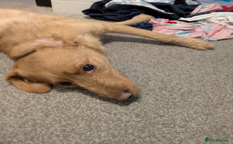 Labradoodle dogs Miniature labradoodle  - Advert 1