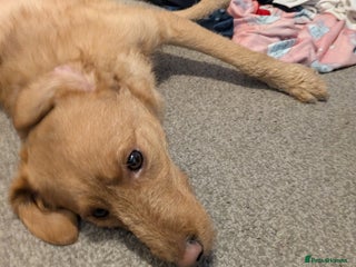 Labradoodle dogs Miniature labradoodle - Advert 1