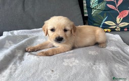 Golden Retriever dogs for sale: 3 beautiful boys awaiting their forever homes 🐶 - Image 38