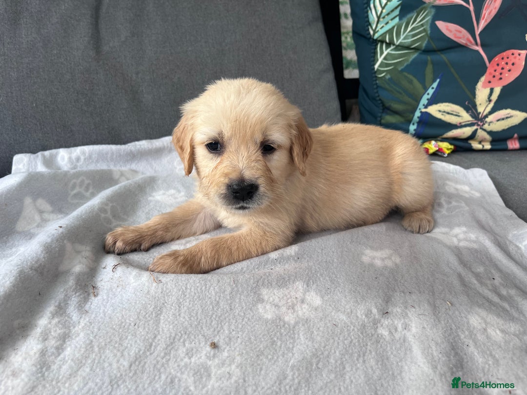 Golden Retriever dogs for sale: 3 beautiful boys awaiting their forever homes 🐶 - Image 38