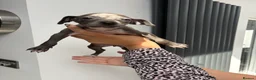 Italian Greyhound dogs for sale: Italian greyhound puppies - Advert 2