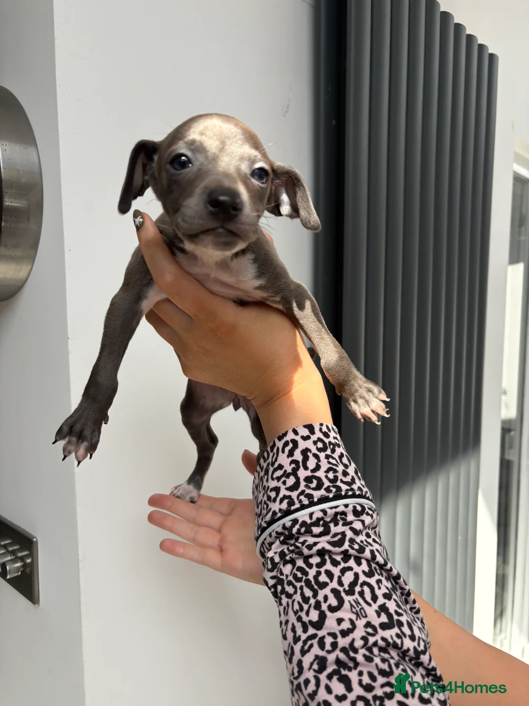 Italian Greyhound dogs for sale: Italian greyhound puppies - Advert 2