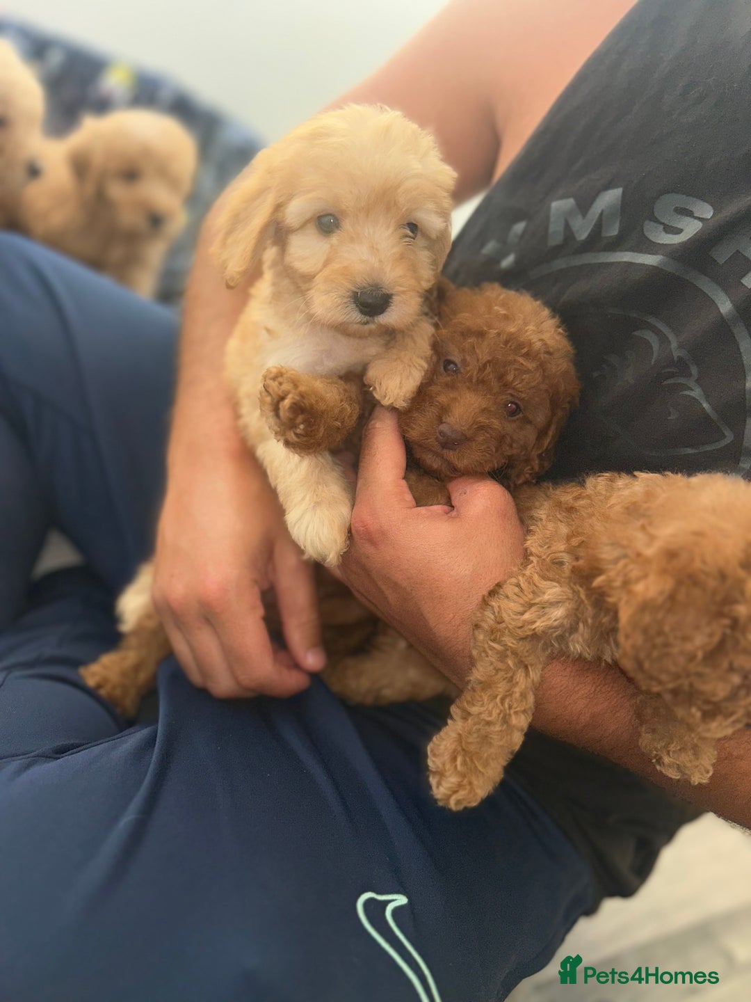 Cockapoo dogs for sale: 8 weeks old beautiful Cockapoo puppies  - Image 33