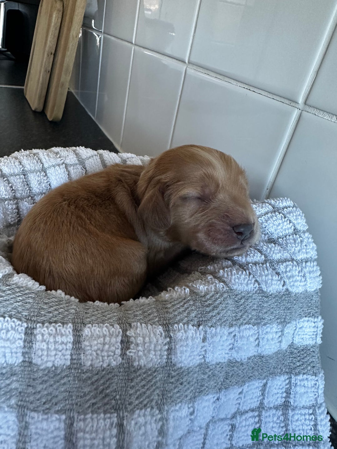Cockapoo dogs for sale: Red & Apricot Cockapoo puppies  - Advert 14